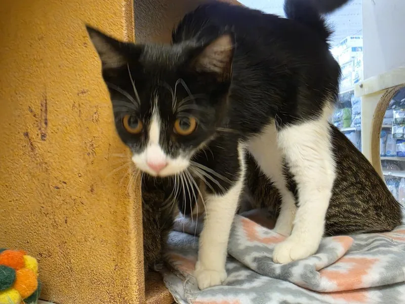 A young medium-sized female Domestic Short Hair cat named Purrda for adoption in Bossier City, LA