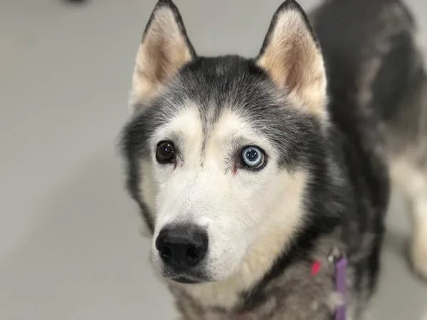 An adult medium-sized male Mixed Breed dog named Mr. King for adoption in Ridgewood, NY