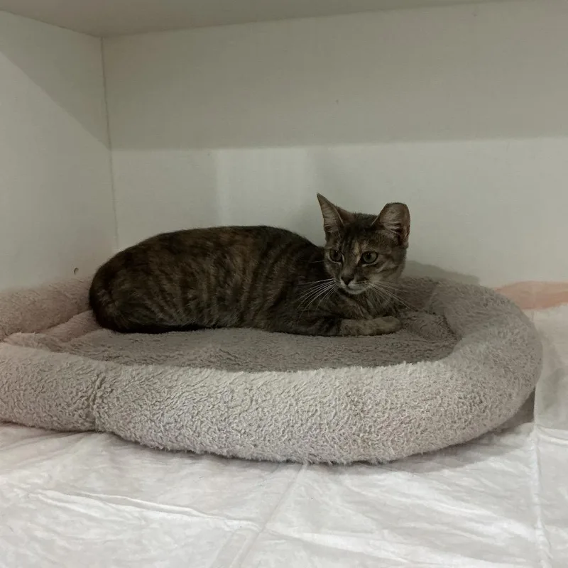A young medium-sized female Calico Domestic Short Hair cat named Naomi for adoption in Elizabeth City, NC