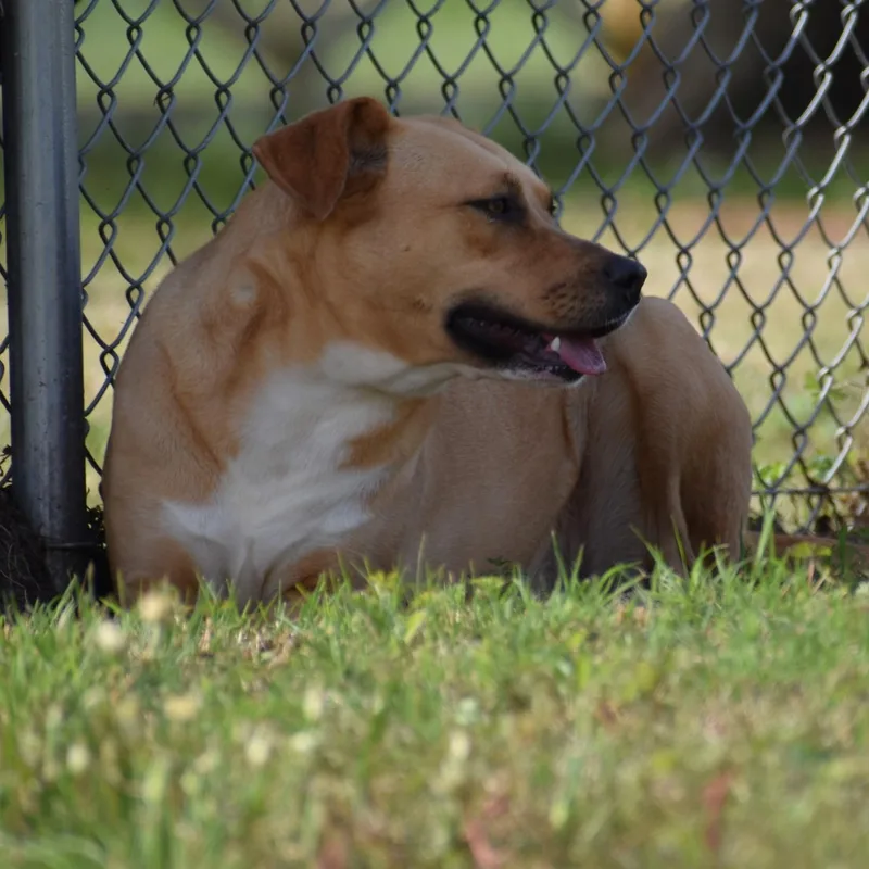 A young medium-sized female Yellow / Tan / Blond / Fawn Labrador Retriever dog named Junebug for adoption in Wharton, TX