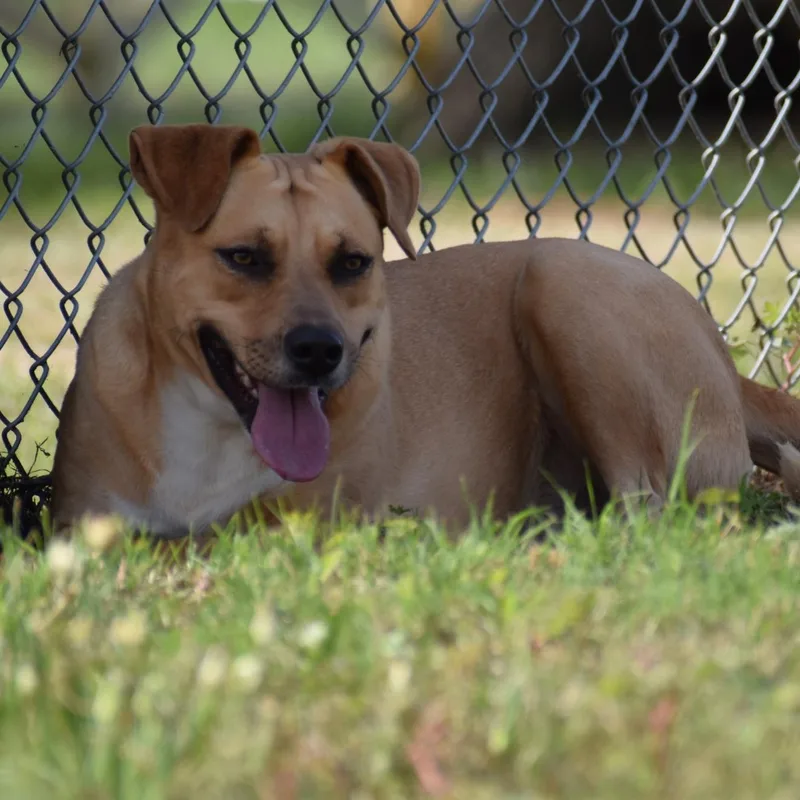 Junebug thumbnail 4