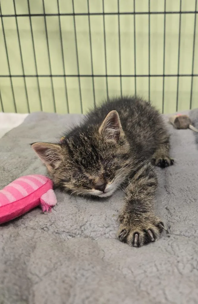 A baby small-sized male Domestic Short Hair cat named Muffin for adoption in Auburn, IN