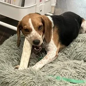 An adult small-sized male Beagle dog named Tom for adoption in St. Paul, MN
