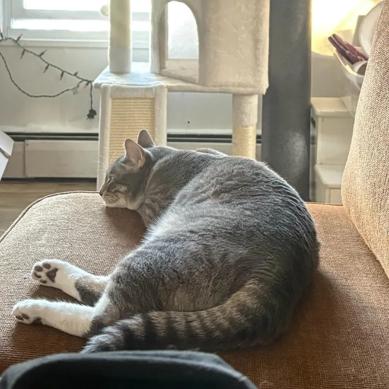 An adult small-sized male Brown / Chocolate Domestic Short Hair cat named Seamus for adoption in Wakefield, MA
