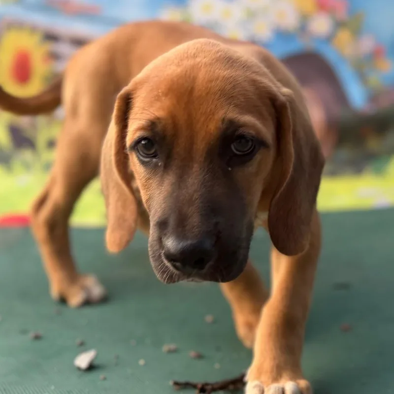 A baby small-sized male Brown / Chocolate Beagle dog named Cooper for adoption in Aledo, TX