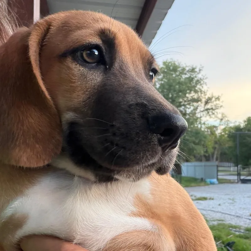 Cooper thumbnail 2