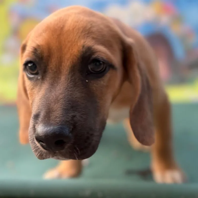 Cooper thumbnail 3