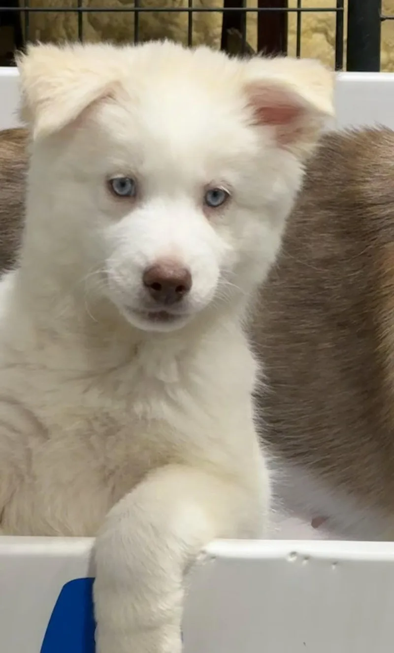 A baby medium-sized female Siberian Husky dog named Chili Pepper for adoption in Cumming, GA