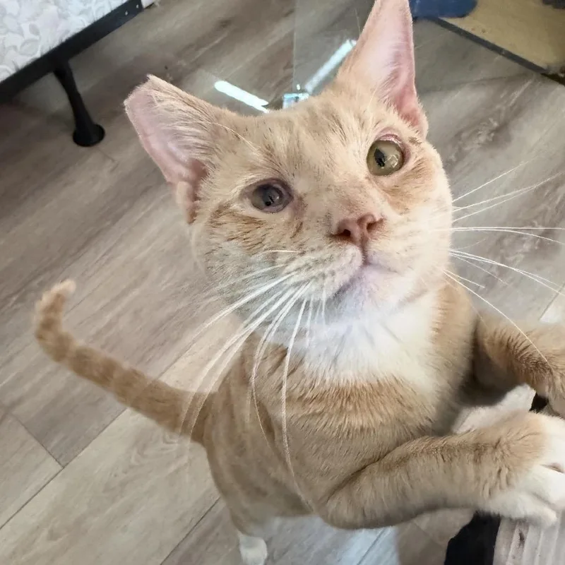 An adult small-sized male Buff / Tan / Fawn Domestic Short Hair cat named Chance for adoption in Las Vegas, NV