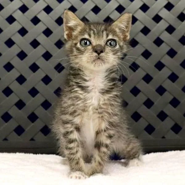 A baby small-sized male Domestic Short Hair cat named Eric for adoption in Fort Davis, TX