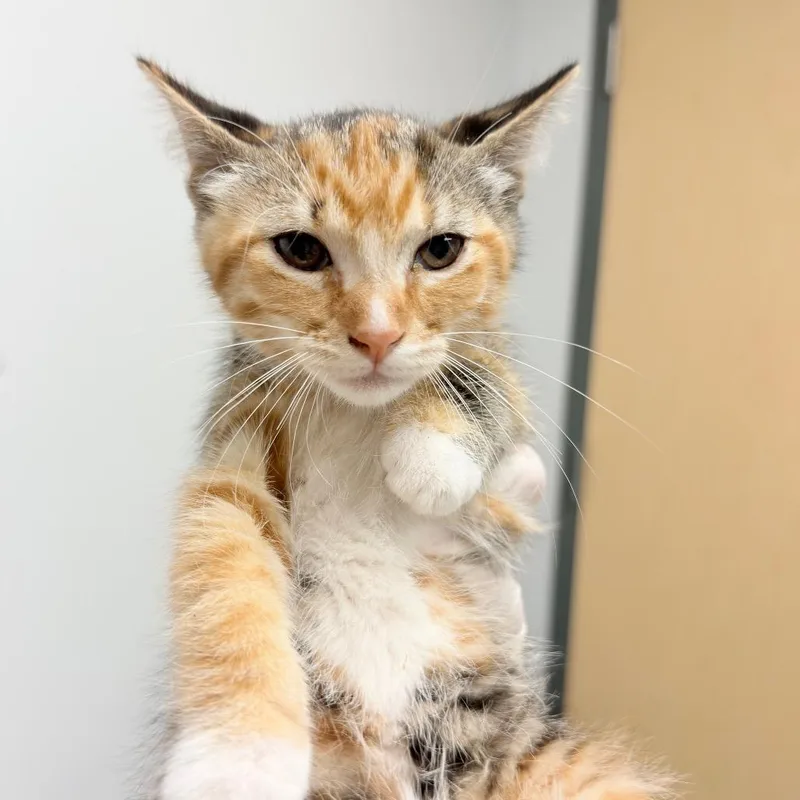 A baby small-sized female Orange / Red Domestic Short Hair cat named Carrot for adoption in Jacksonville, FL