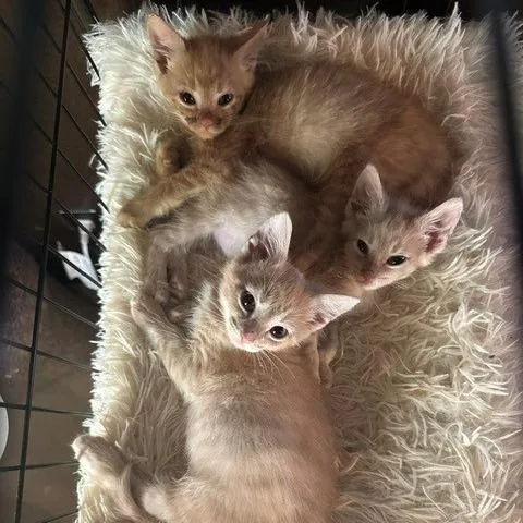 A baby small-sized male Domestic Short Hair cat named Graham for adoption in Portage, MI