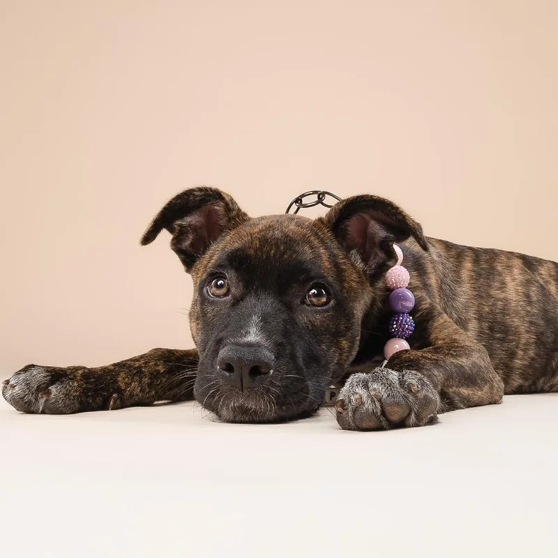 A baby medium-sized female Brown / Chocolate German Shepherd Dog dog named Jessie Love for adoption in Fort Lauderdale, FL