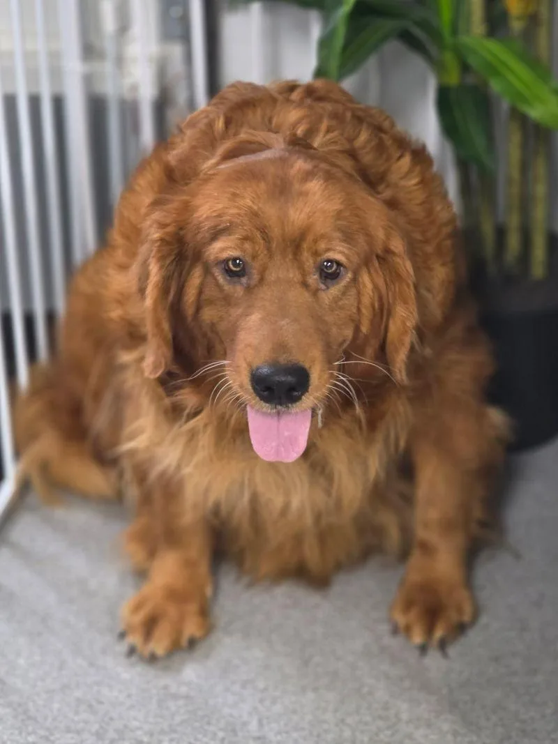 An adult large-sized female Golden Retriever dog named Twila for adoption in Bath, OH