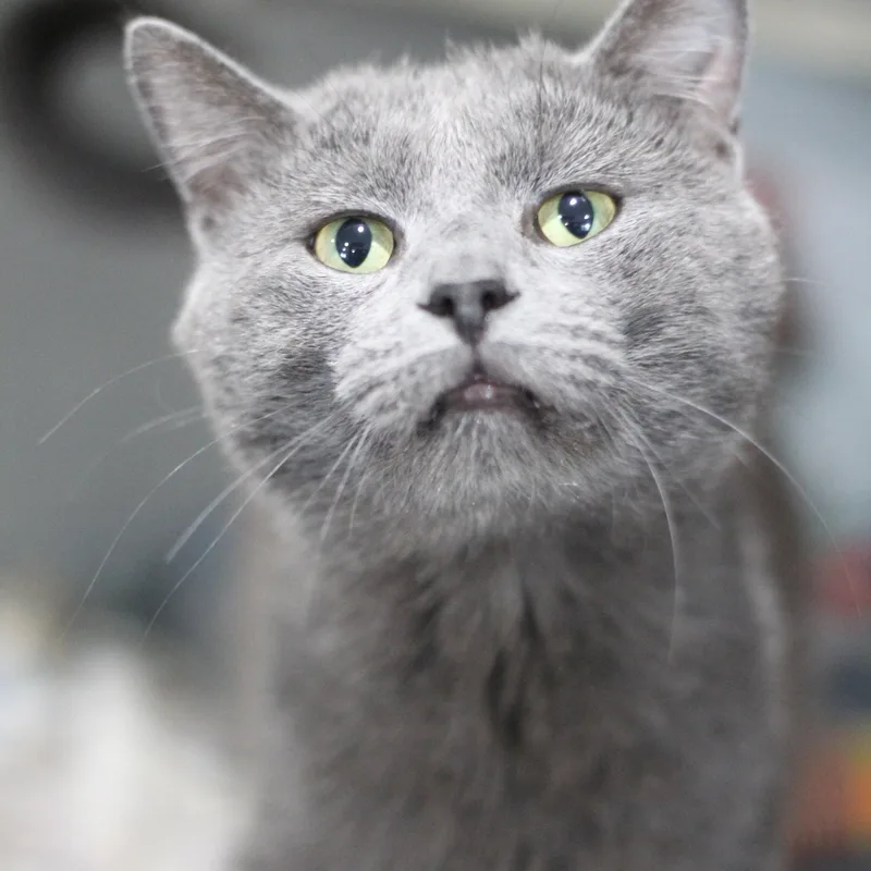 An adult medium-sized male Gray / Blue / Silver Domestic Short Hair cat named Skittles for adoption in Ottumwa, IA