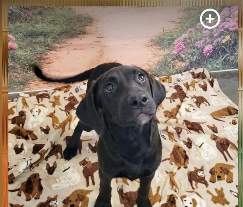 A young medium-sized female Labrador Retriever dog named Dahlia for adoption in Newport, NH