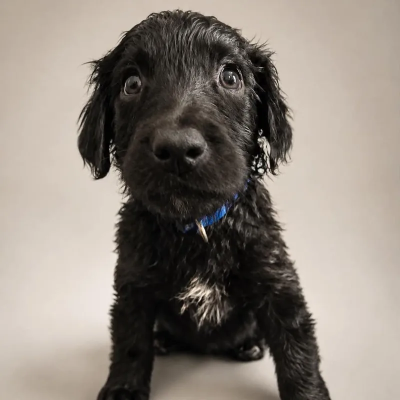 Otis