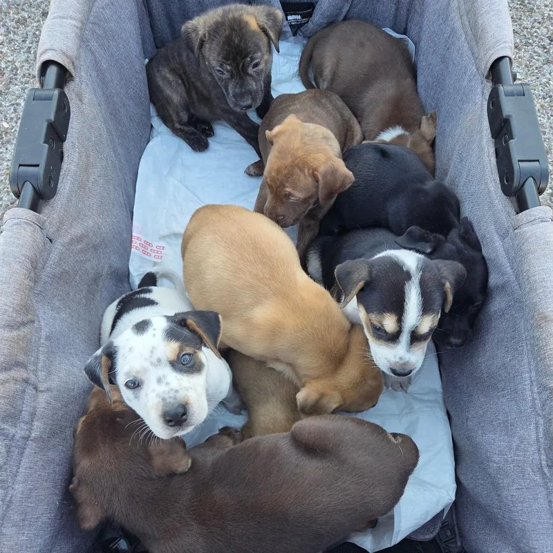 Kiwi "k" thumbnail 2