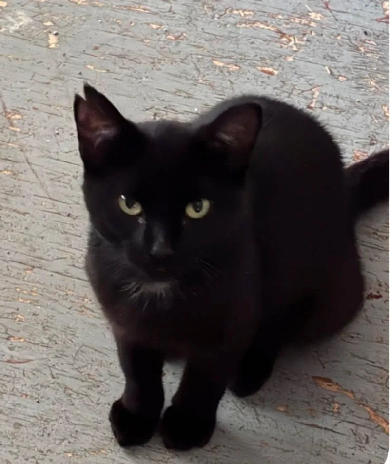 A young medium-sized male Black Domestic Short Hair cat named Notch for adoption in GALESVILLE, WI