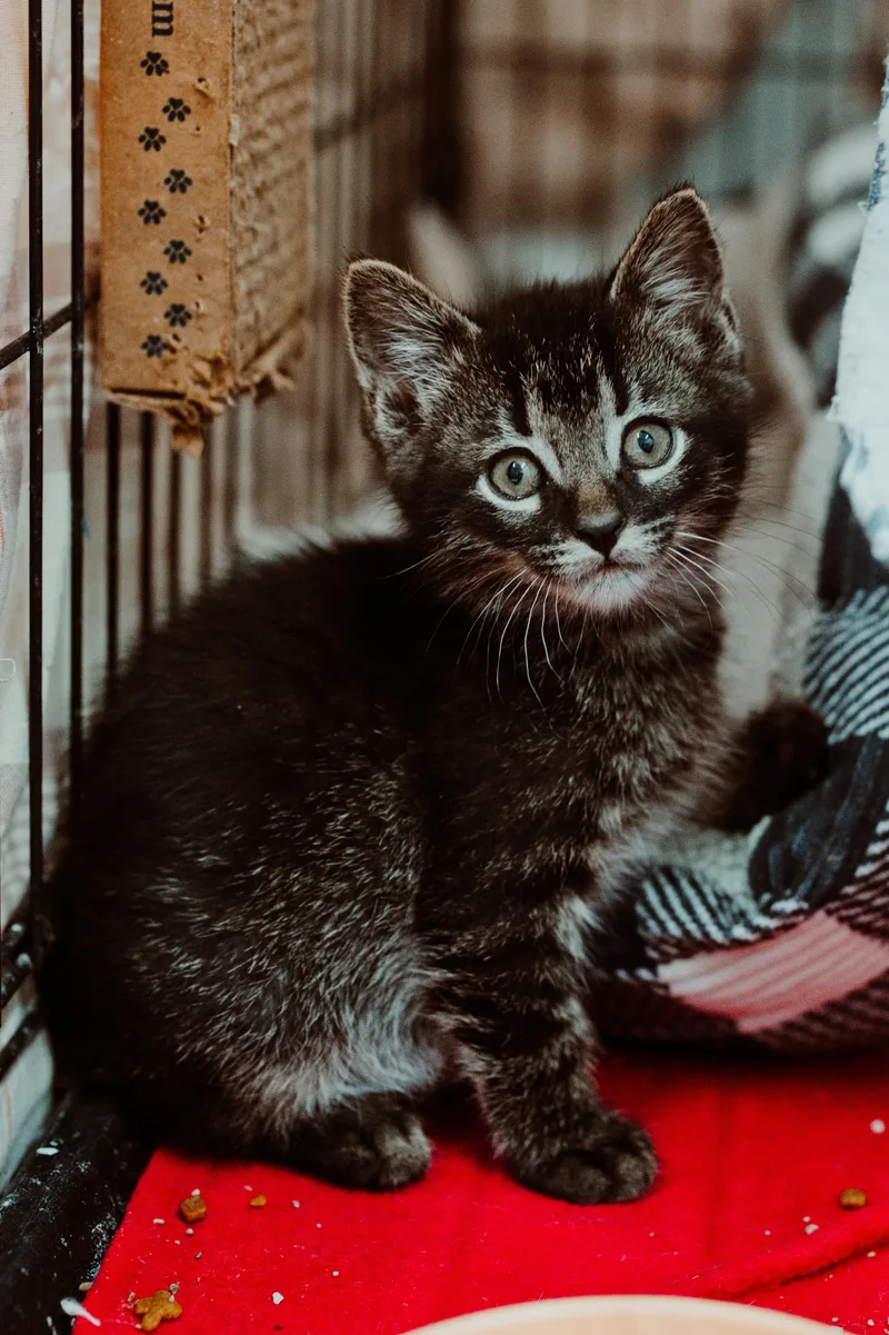 A baby medium-sized male Domestic Short Hair cat named Spritz for adoption in Le Mars, IA