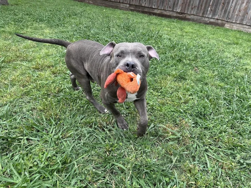 An adult medium-sized male Pit Bull Terrier dog named Goalie A for adoption in Plano, TX