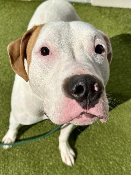 An adult large-sized male Mixed Breed dog named Pinky for adoption in Wichita, KS