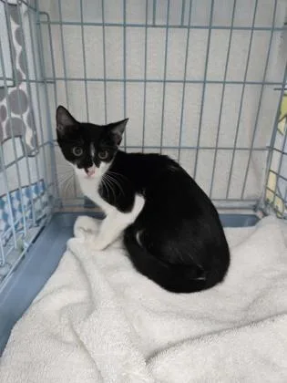 A baby small-sized male Domestic Short Hair cat named Mario for adoption in Gainesville, FL