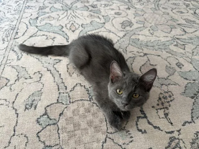 A baby medium-sized female Gray / Blue / Silver Domestic Medium Hair cat named Fig for adoption in Denver, CO