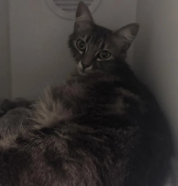 An adult medium-sized female Domestic Short Hair cat named Tortellini for adoption in Escondido, CA