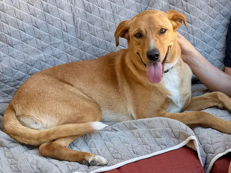 A young large-sized male Carolina Dog dog named Bobby for adoption in Tucson, AZ