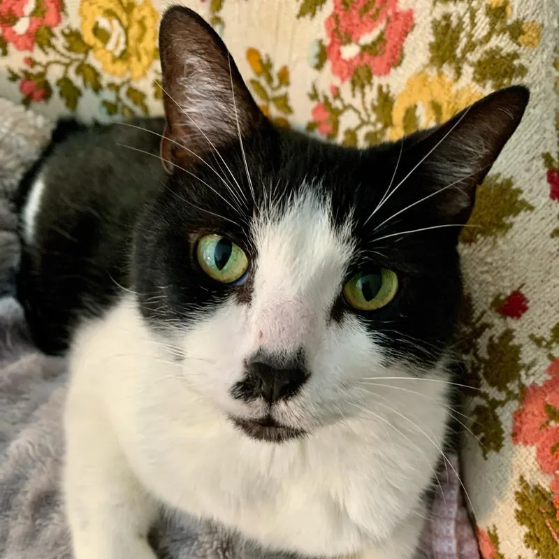 An adult medium-sized male Black & White / Tuxedo Domestic Short Hair cat named Virgil for adoption in Evanston, IL
