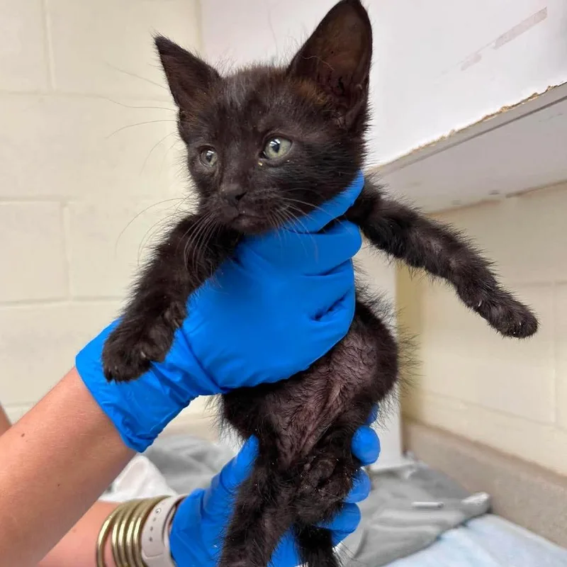 A baby medium-sized male Domestic Short Hair cat named Camo for adoption in Bastrop, TX