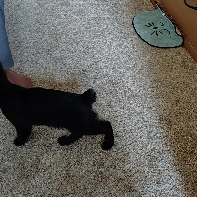 A baby medium-sized female Black Domestic Short Hair cat named Rosita for adoption in Bothell, WA