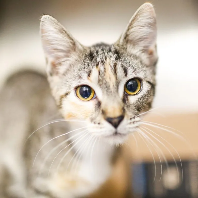 A baby small-sized female Brown / Chocolate Domestic Short Hair cat named Enriquetta for adoption in Dover, NH
