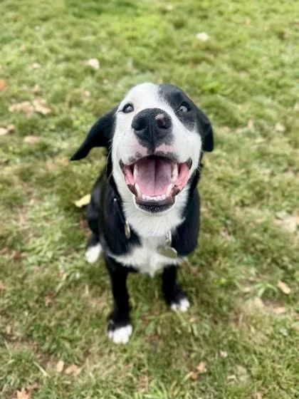 An adult medium-sized male Black Mixed Breed dog named Corndog for adoption in Roseburg, OR