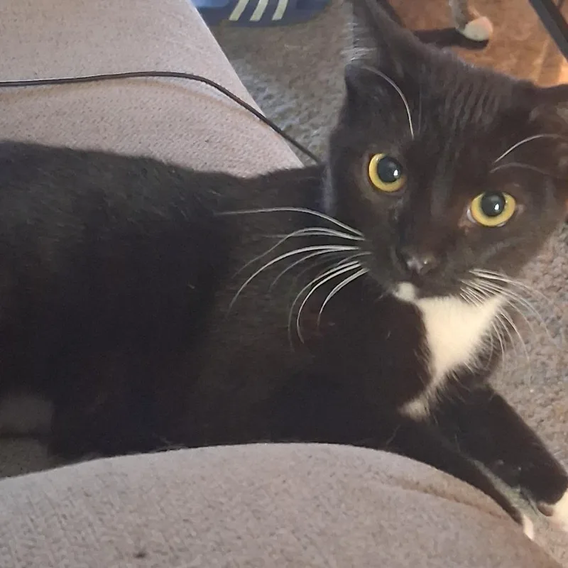 A young small-sized female Black Domestic Short Hair cat named Gena for adoption in Kansas City, MO
