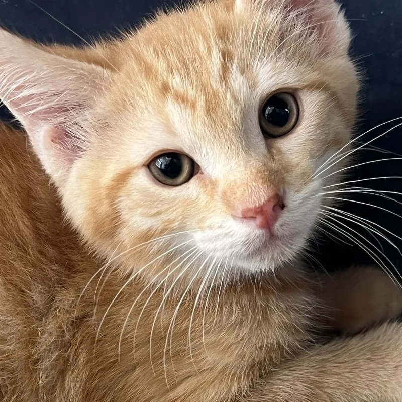 A baby small-sized male Orange / Red Domestic Short Hair cat named Clover for adoption in Corbin, KY