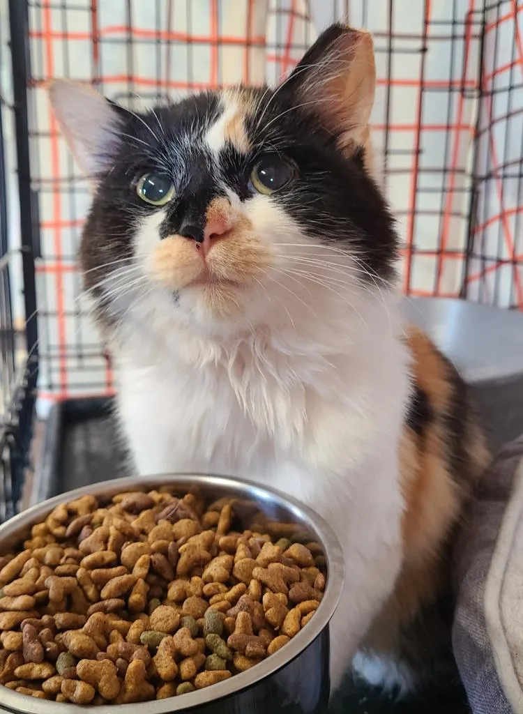 A young medium-sized female Domestic Long Hair cat named Melody for adoption in Portland, IN