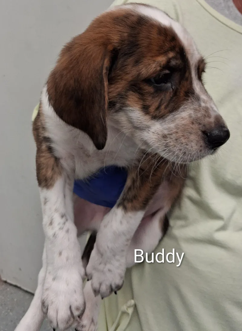 Buster