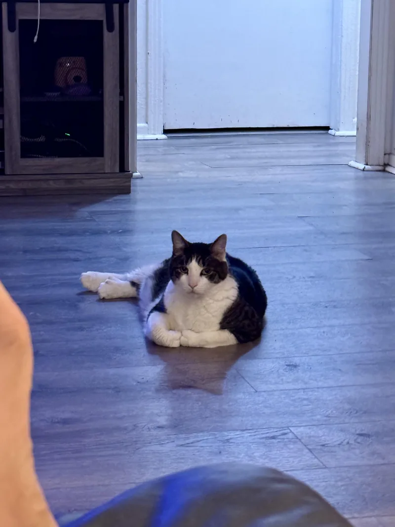 A senior large-sized male White Domestic Short Hair cat named Traveler for adoption in largo, FL