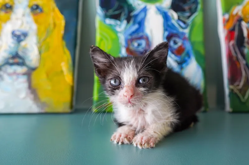 A baby medium-sized male Black & White / Tuxedo Domestic Short Hair cat named Empire for adoption in San Antonio, TX
