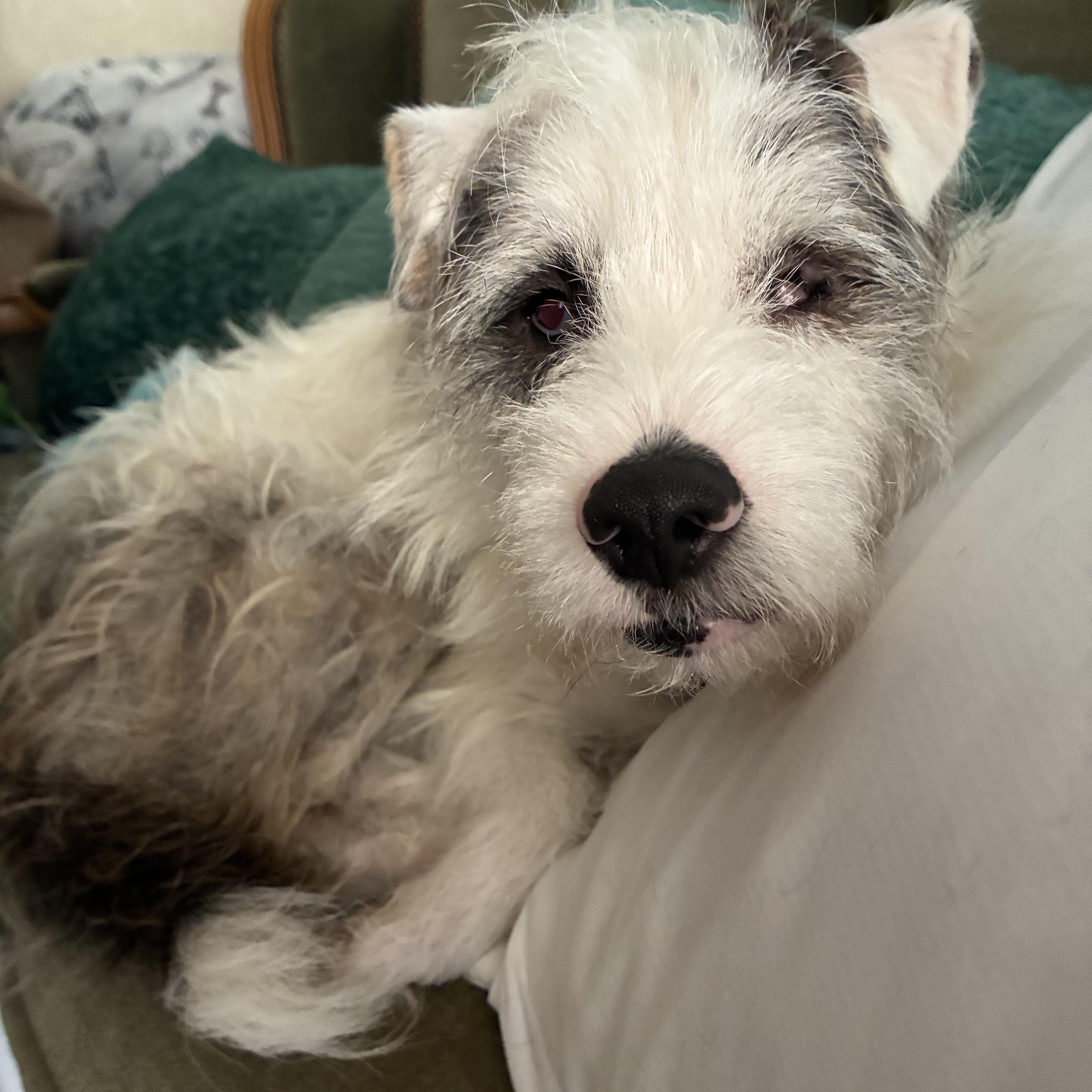 An adult small-sized male Terrier dog named Cowboy for adoption in Choctaw, OK