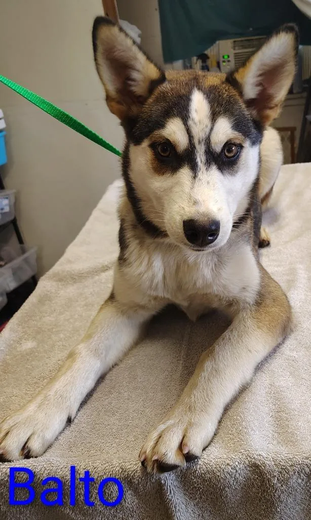 Balto