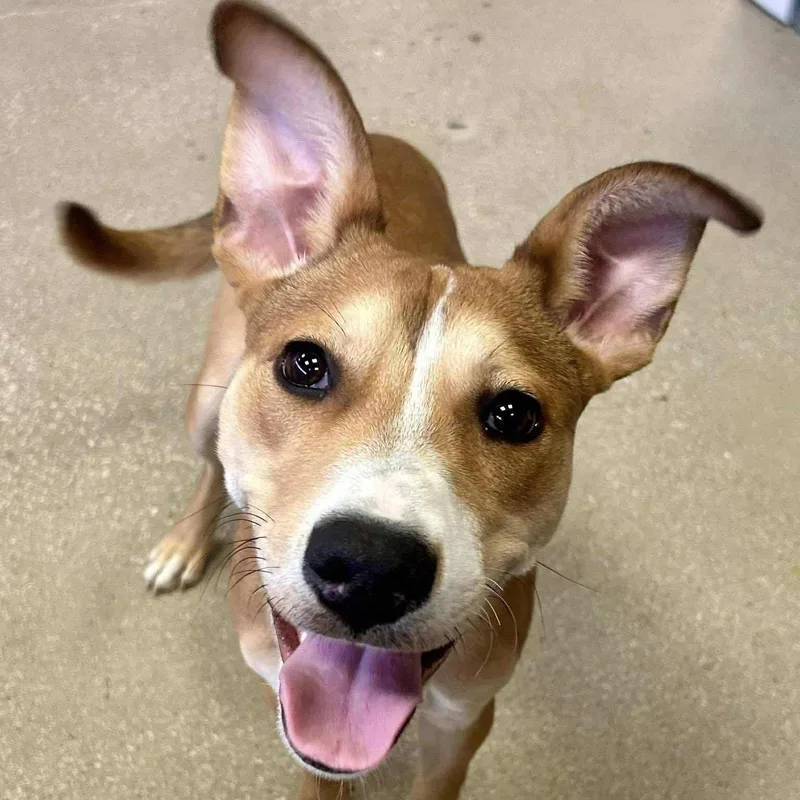 A young medium-sized male Yellow / Tan / Blond / Fawn Cattle Dog dog named Johnny Knoxville for adoption in Springfield, MO