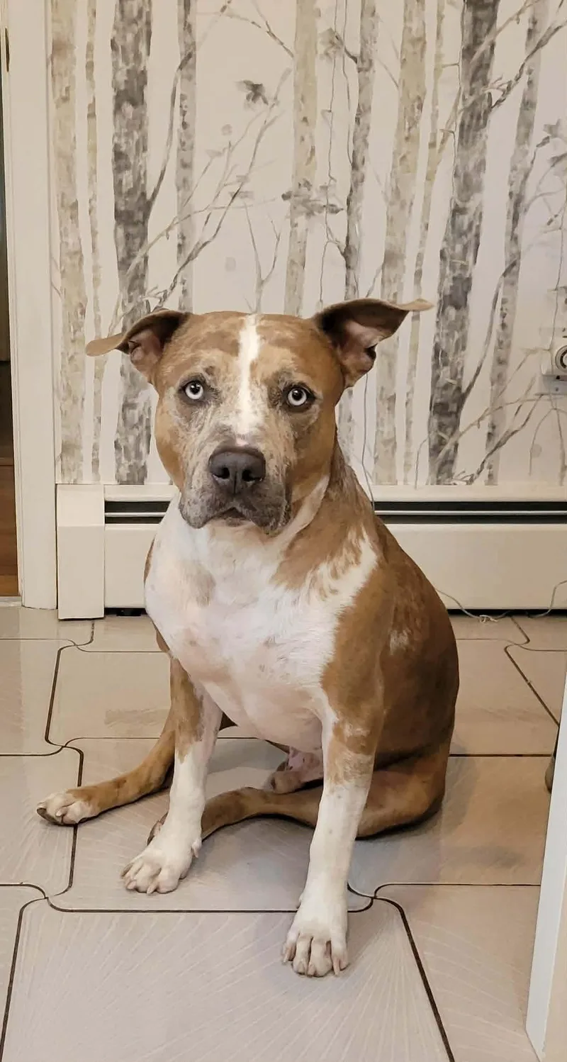A young medium-sized male Brown / Chocolate Pit Bull Terrier dog named Rune for adoption in Westwood, NJ