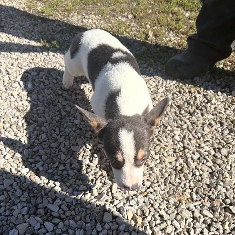 A baby small-sized female Corgi dog named Boop for adoption in Normal, IL