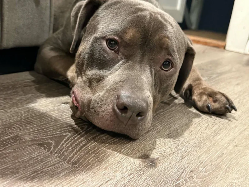 Chester