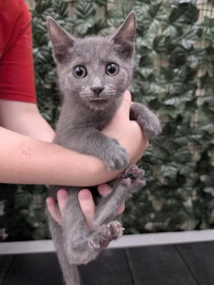 A baby small-sized male Domestic Short Hair cat named Thunder for adoption in West Chester, PA