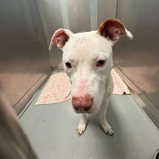 An adult medium-sized female White / Cream Mixed Breed dog named Diet Water for adoption in Davenport, IA