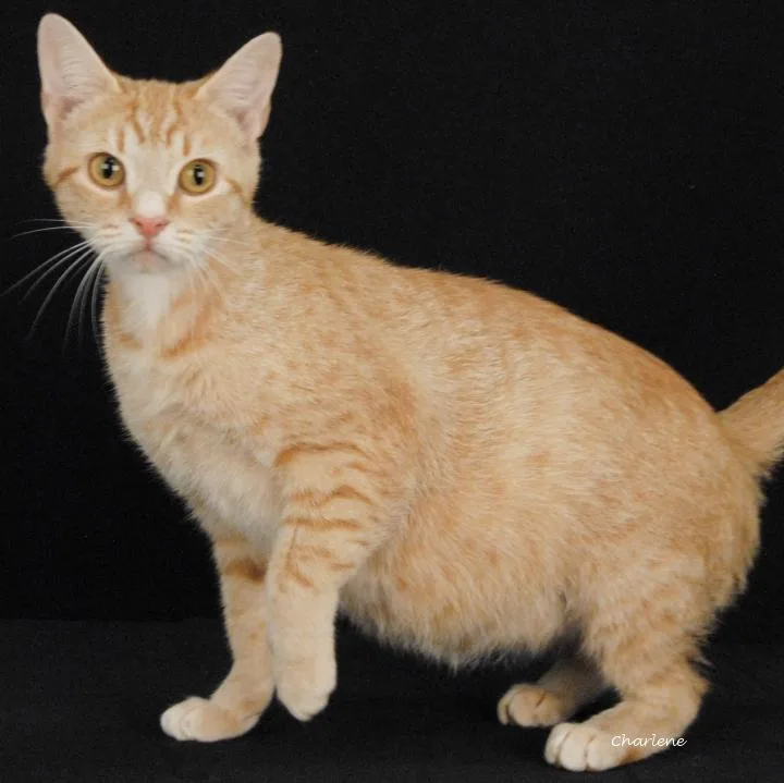 An adult medium-sized female Tabby (Orange / Red) Tabby cat named Glamor for adoption in Newland, NC